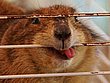 images/avatars/avatar-729.jpg